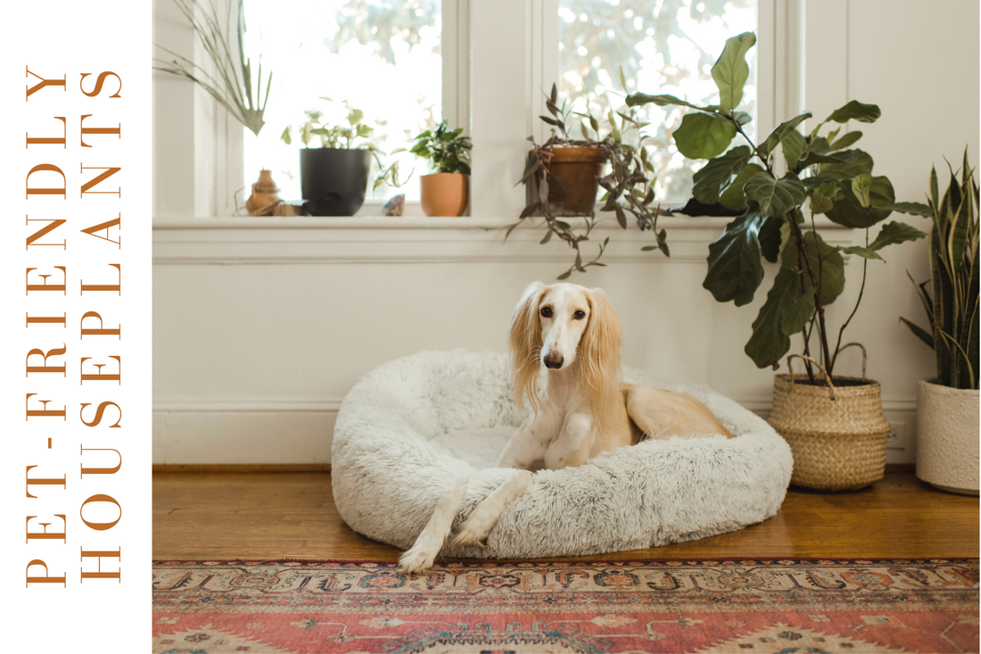 Our Top Pet-Friendly Houseplants (And How to Care for Them)