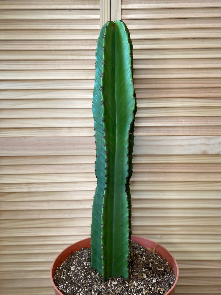 Euphorbia Ingens | 10"