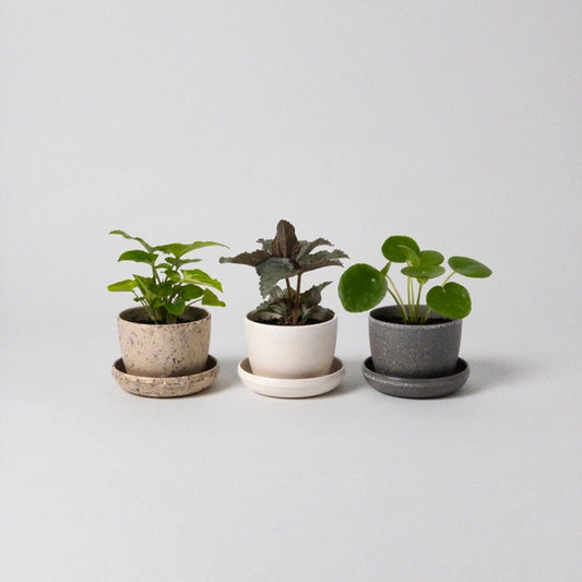 Mini Harmony Planters | 3"