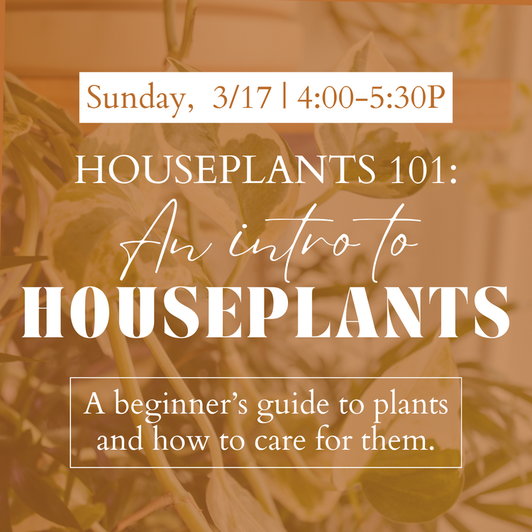 Houseplants 101: An Intro to Houseplants Workshop