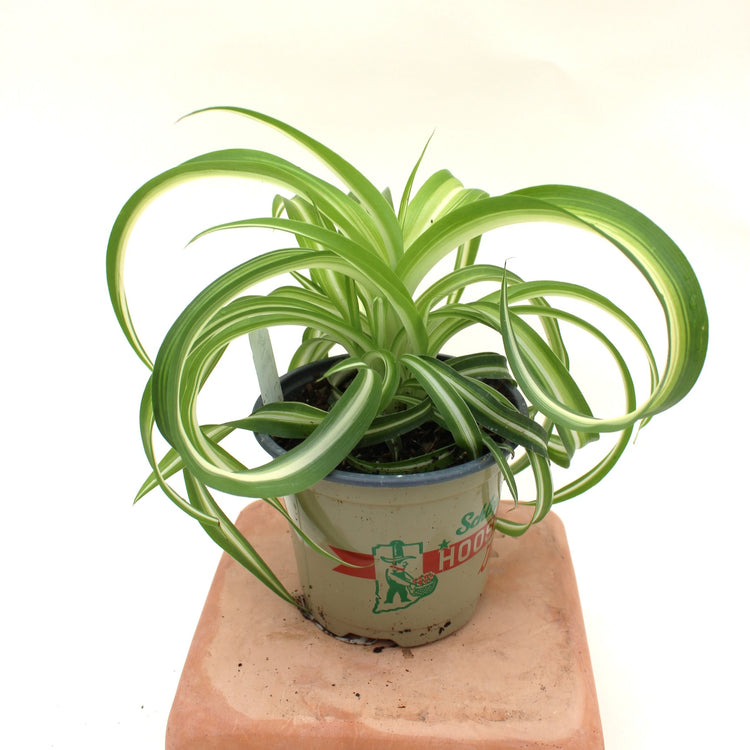 Chlorophytum 'Variegated Bonnie' Spider Plant | 4.5"