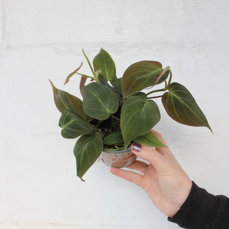 Philodendron Micans | 4.5"