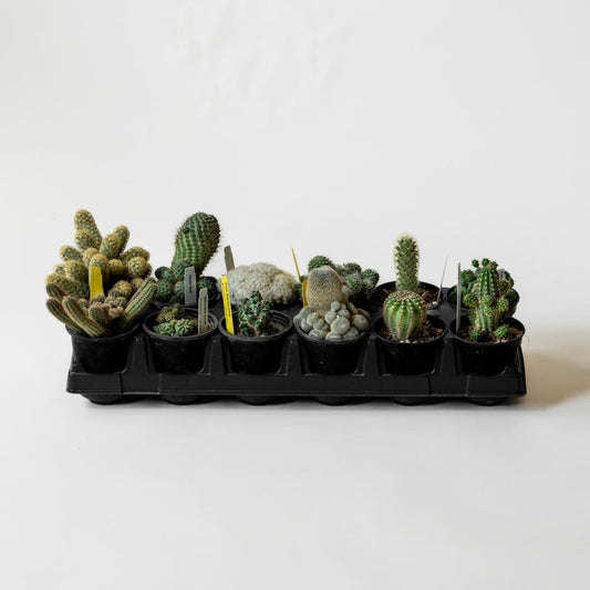 case of assorted cacti