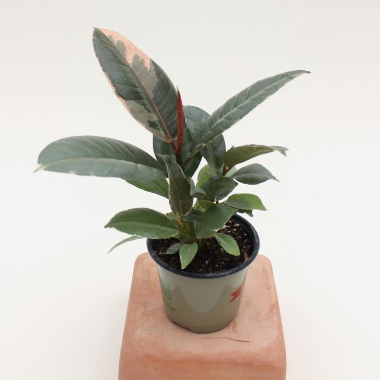 ficus elastica tineke rubber plant