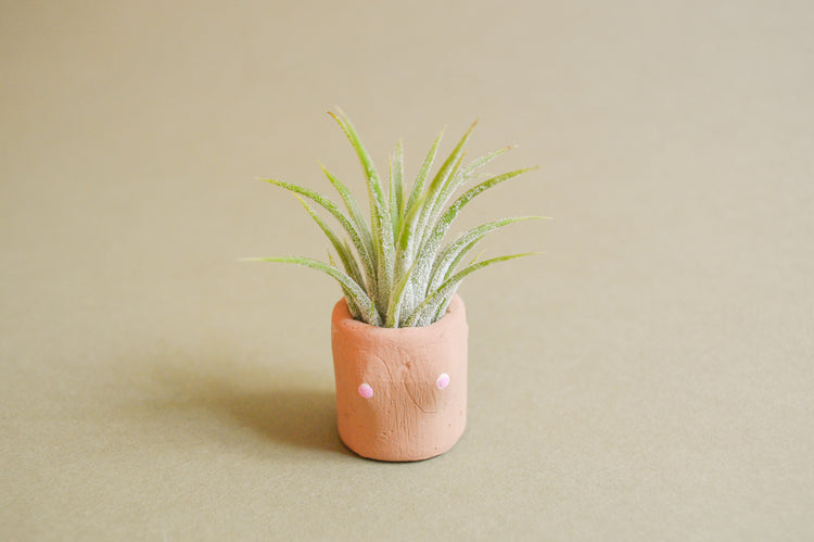 Mini Planter + Plant