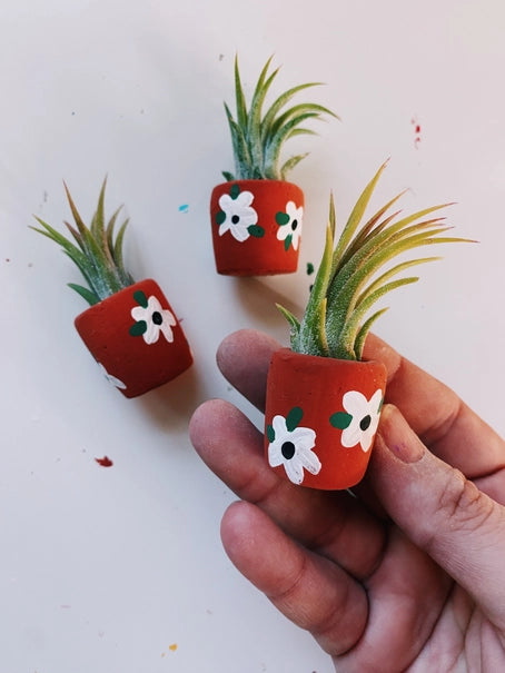 Mini Planter + Plant